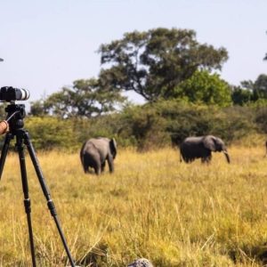 Photographic Safaris Photographic Safaris
